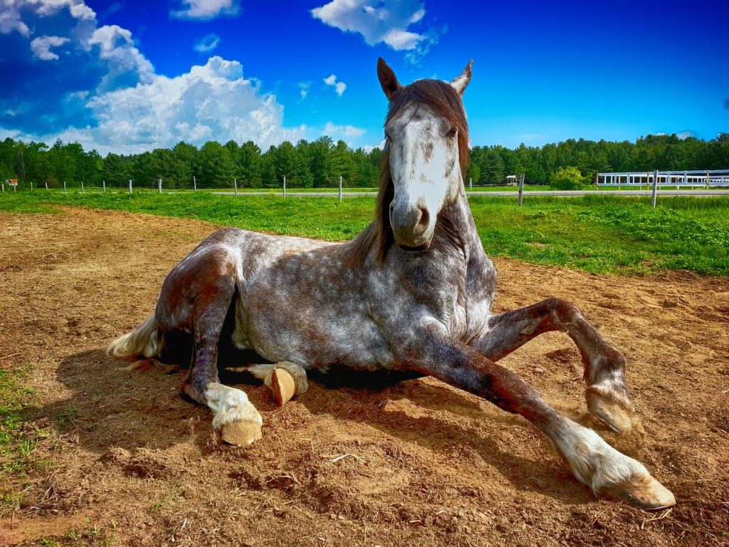 horse, countryside, farm