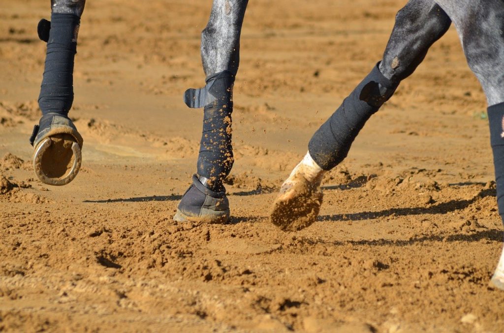 member, horse, dressage